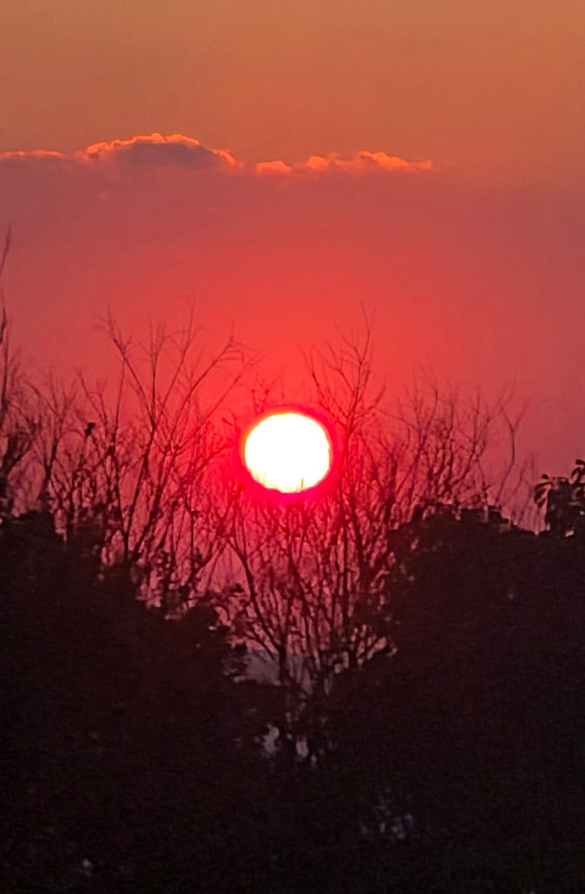 Close view of the sun setting beyond the trees from Horizons